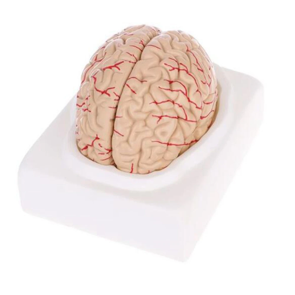 

the Human Body Brain Model Disassembled Anatomical Human Brain Model Anatomy Teaching Tool