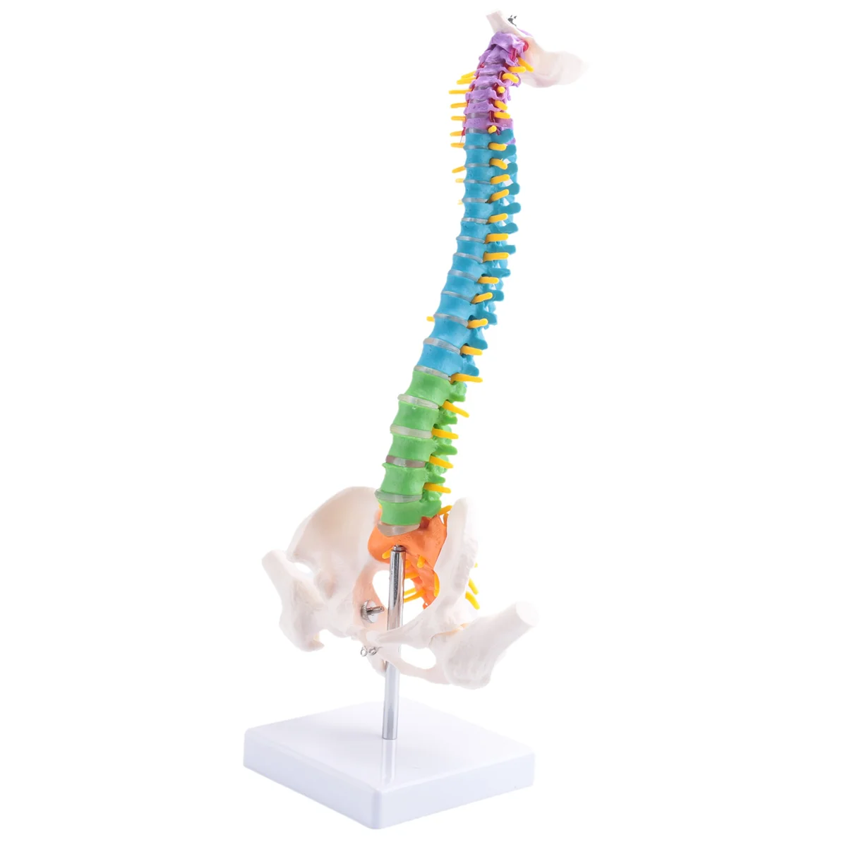 

A06K 45Cm with Pelvic Human Anatomical Anatomy Spine Spinal Column Model Teaching Resources for Students