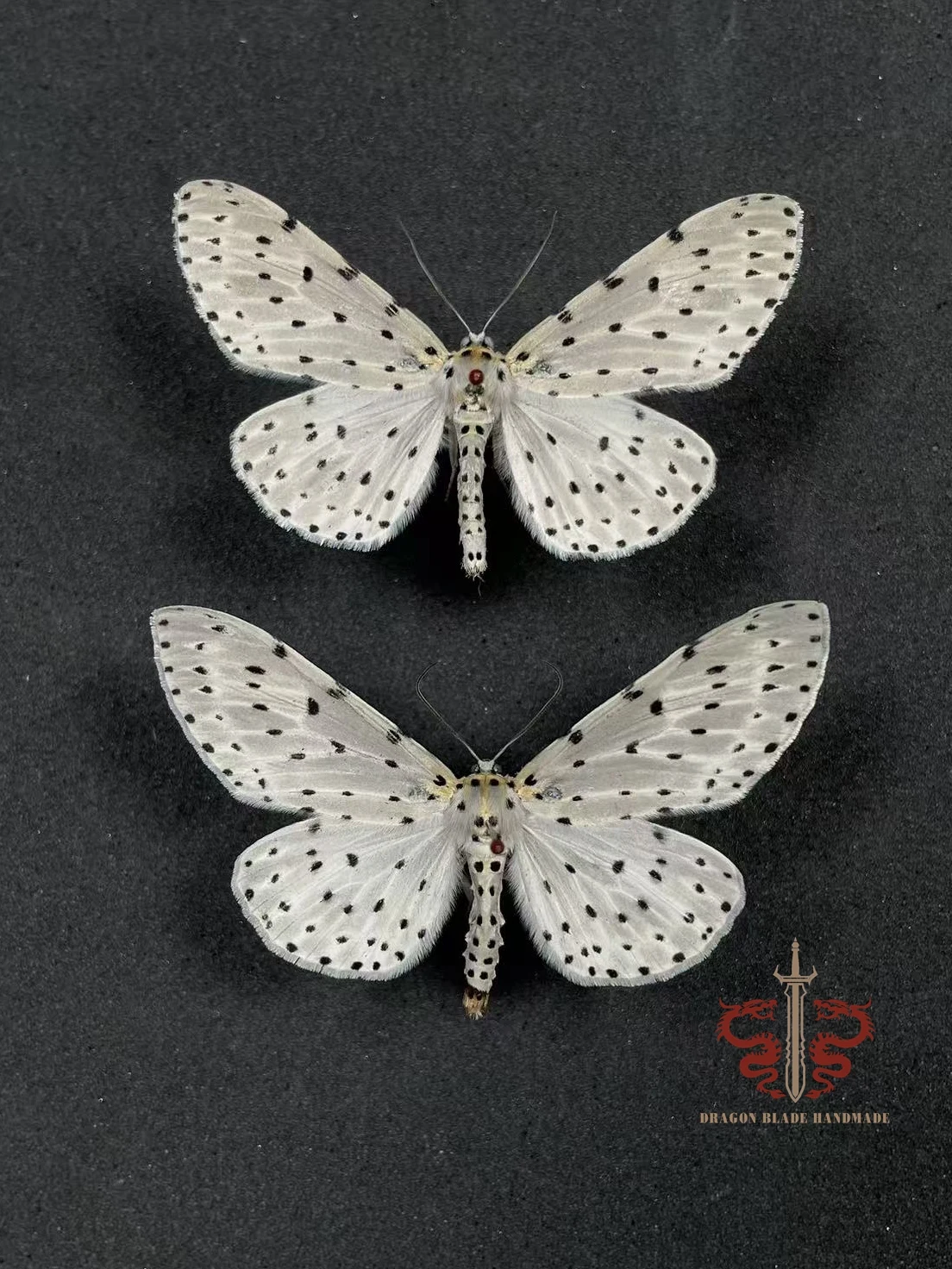 Moth specimen Percnia belluaria, 1pc wings spread A1/A- high quality, Decorative Display Collection Gifts view 3