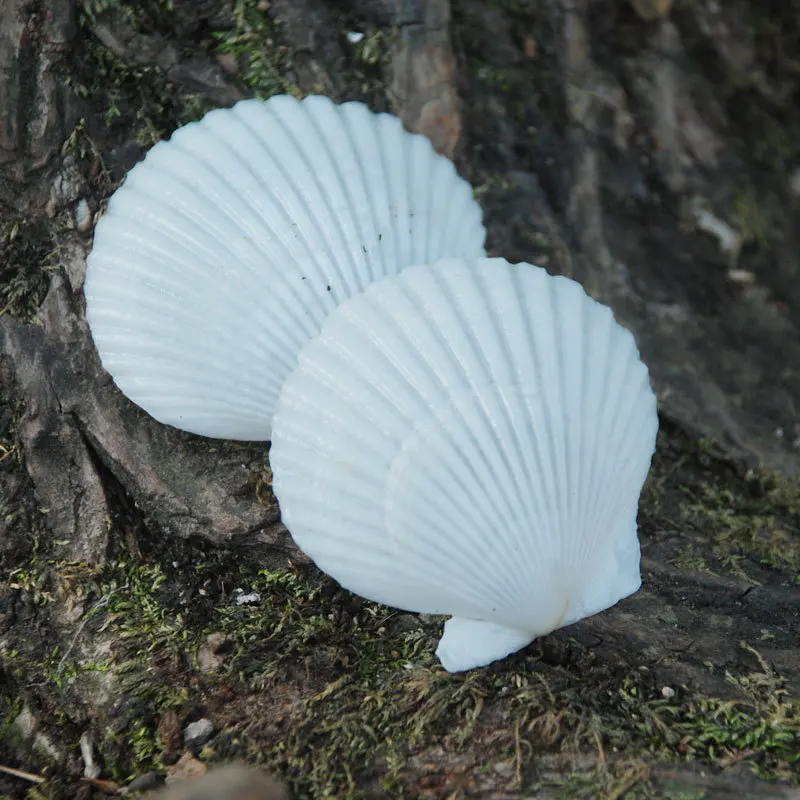 Natural Pecten Maximus 5cm Shell - White Scallop, Gray Fan Clam Wall Decor, DIY Painting Material, Aquarium Landscape, Hawaiian