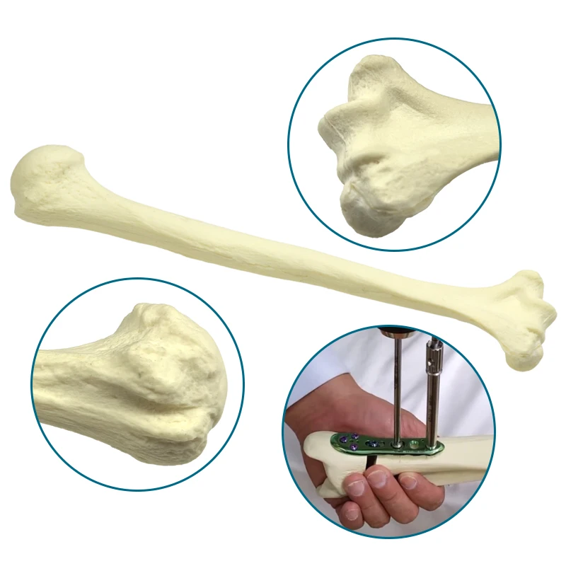 

Humerus Drilling Practice Model Foam Cortical Shell with Inner Cancellous Teaching Practice Model