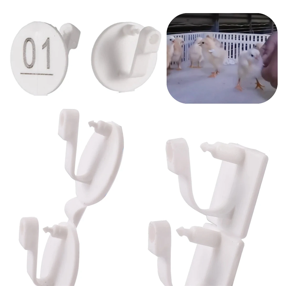 NO.01~50 Round/Square Farm Poultry Wings Number Identification Plates Chick Duck Pigeon Quail White Label Buckles 1 Pack/50Pcs