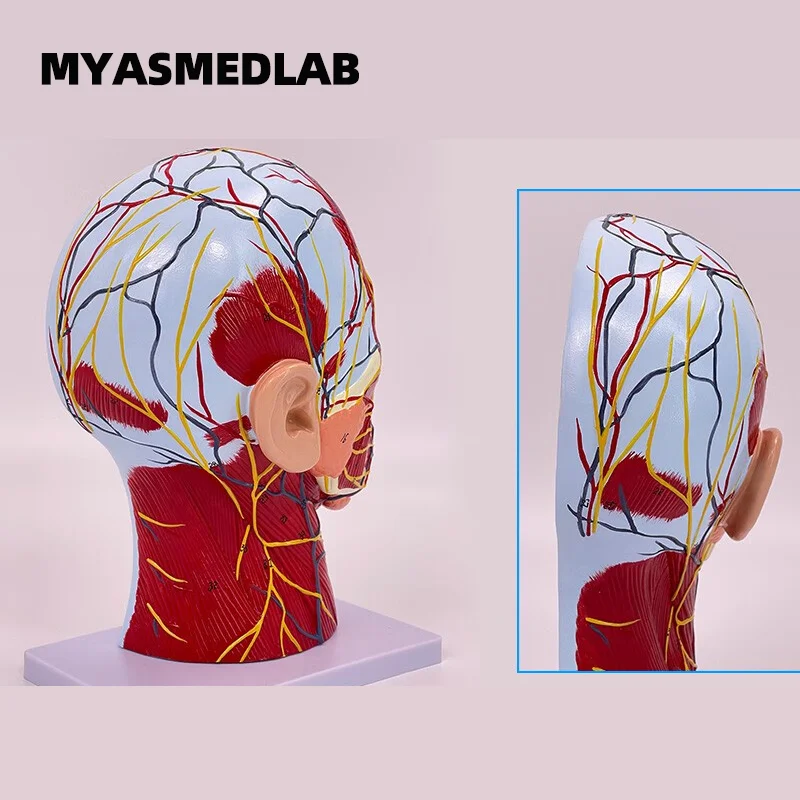 Modelo de sección media sagital de la cabeza, accesorio Vascular y nervioso, anatomía Cervical, estructura del músculo Facial