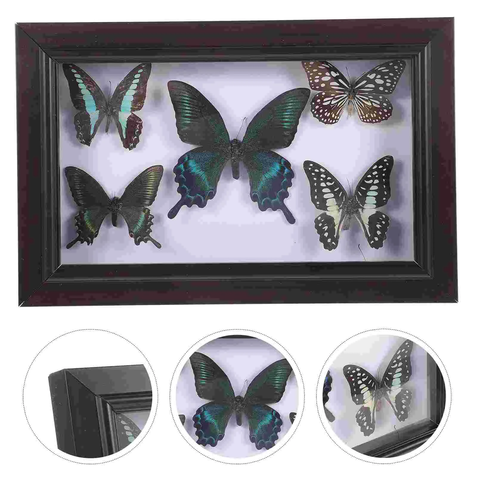 Wood Photo Display Frame With Butterfly Specimen Wall Butterflies Specimen Decoration specimen display frame