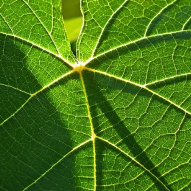 

2 шт. приемника Radiolink R8FM Mini 2.4G 8-канальный (8CH) FHSS для передатчика Radiolink T8FB, поддержка S-BUS PPM, для радиоуправляемых FPV дронов