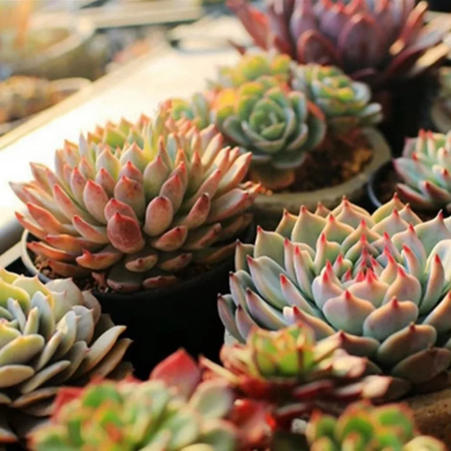 1 مجموعة 21 المصابيح تزايد ضوء داخلي الملحق ضوء النبات تنمو مصابيح الدفيئة فيتو مصباح تنمو المائية تزايد شرائط مصباح