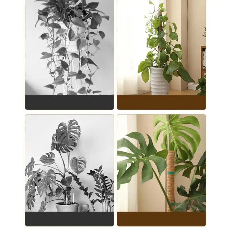 جوز الهند النخيل عصا جوز الهند الطوطم نبات تسلق القطب Monstera حصة هيكل قوي إكسسوارات الحديقة تعريشة داخلية ل Pothos