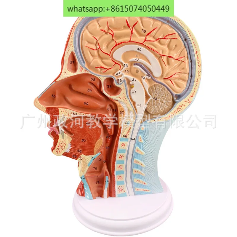 Superficial nerve model of human head Sagittal cross-sectional vascular nerve model Minimally invasive cosmetology