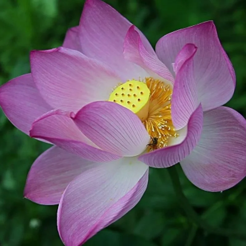 

Металлический дифференциал, стальная шестерня для Trxs 1/10 Slash 4x4 Stampede Rustle 1/10, детали для обновления радиоуправляемого автомобиля