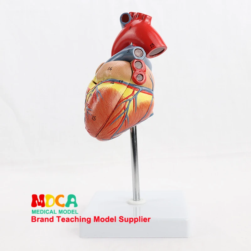 

1:1Human Heart Anatomy Medical Science Viscera Medical Organ Model Teaching Tool