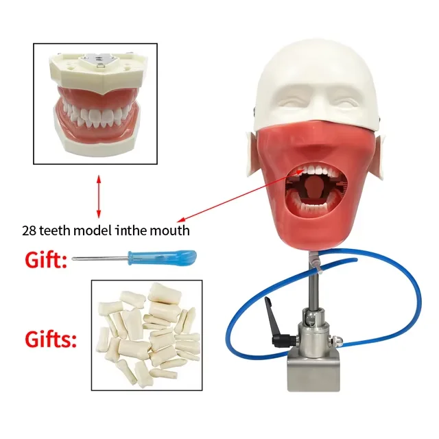 Dental Training Phantom Head Model Dental Simulator Manikin With Teeth For Teaching Practice Studying Dentistry Equipment Unit image 3