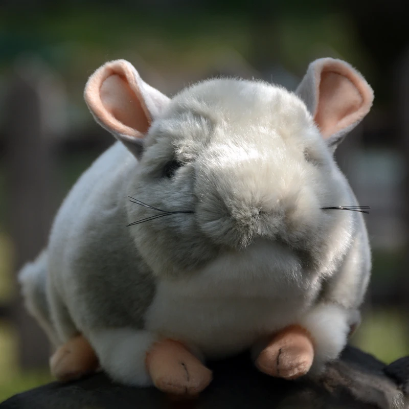 Realistische Hamster High Fidelity niedlichen Plüsch tier Chinchilla Plüschtiere lebensechte Tiere Simulation ausgestopfte Puppe Kawai Spielzeug Geschenke Kinder