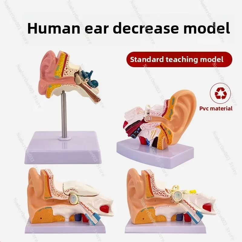 Human Ear Model Anatomy Otoscopy Training ENT Educational Display Inner Ear Structure Model
