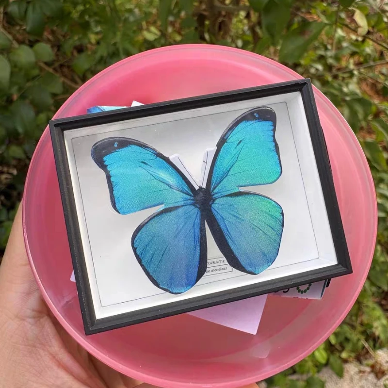 IKIMON ของเล่นแคปซูลที่สมจริง STC เยอรมันกล่องแม่เหล็กตู้เย็นคอลเลกชัน Morpho ผีเสื้อ Special Edition เงา dreamy wing ตัวเลข