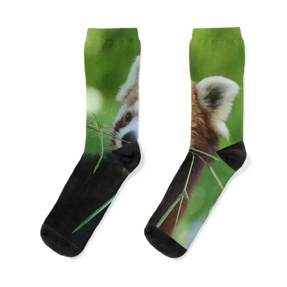 

Red Panda 002 Socks cool professional running sheer Boy Child Socks Women's