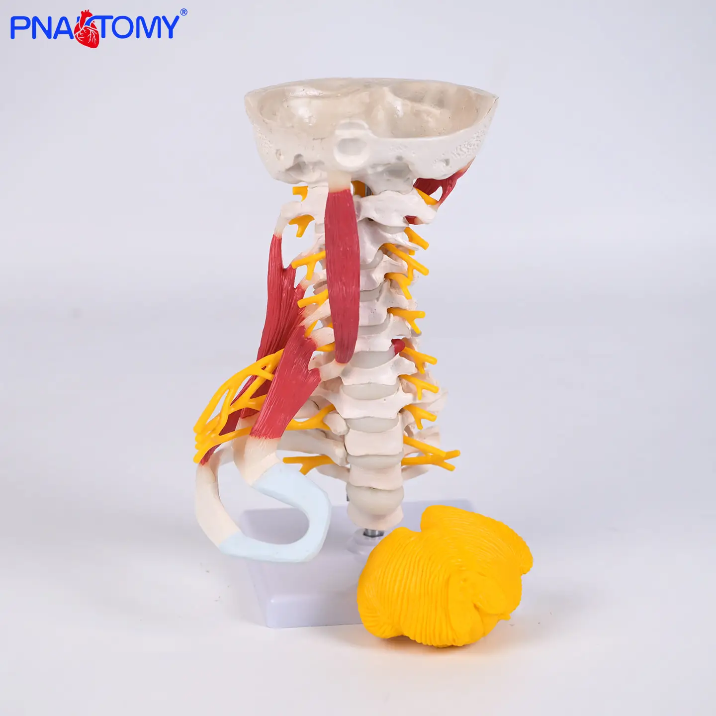 

Anatomical Model of Human Cervical Vertebra Musculoskeletal Arteriooccipital Intervertebral Disc
