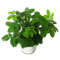 300pcs Ashamed Mimosa nedotrotroga