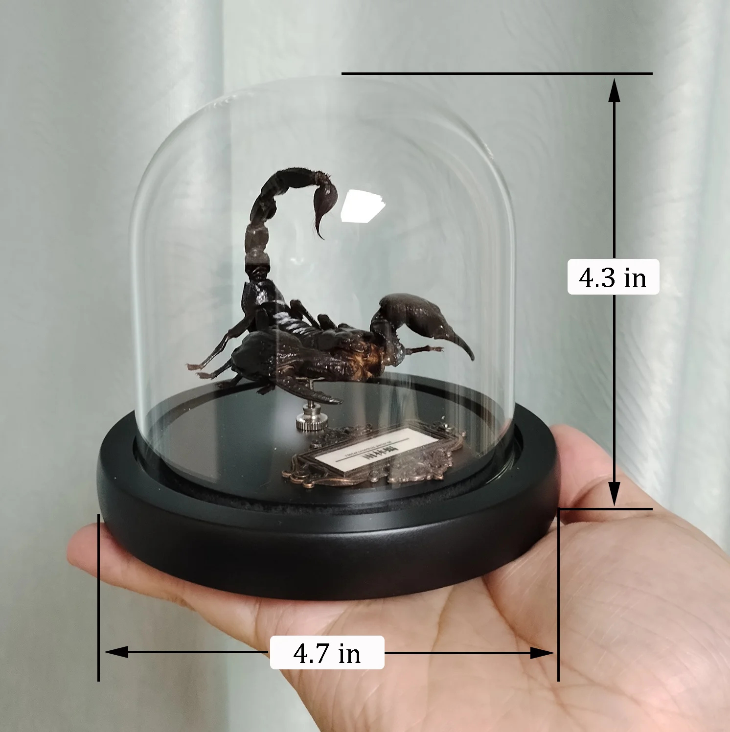 Asia Black Scorpion Specimen With Glass Showcase Real Heterometrus Petersii Animal Taxidermy Collection for Science Education