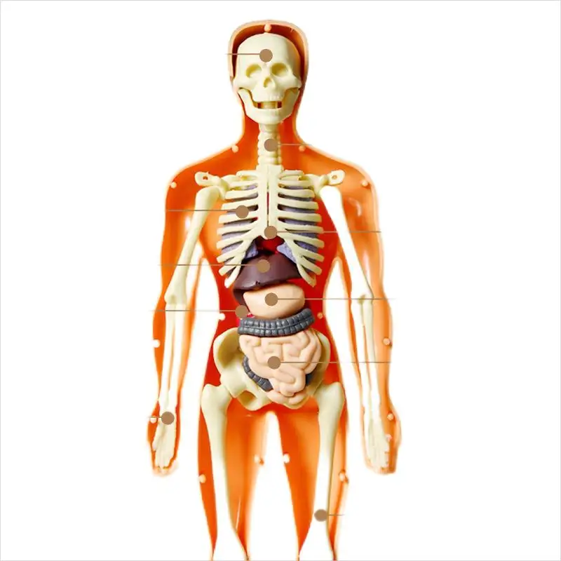 3D Human Body Torso Model for Kid, Anatomy, Skeleton, Removable, Simulation, Organ and Skeleton, Detachable Body Models