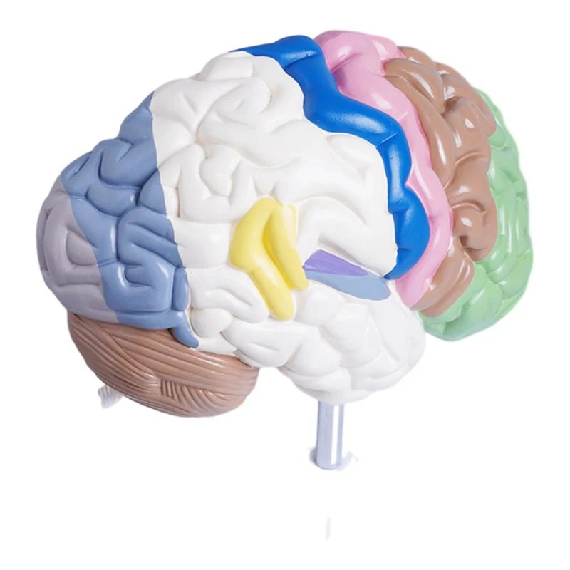 Human Half Brain Anatomy Model Life Size Anatomical,Brain Model  Tool Teaching Use,Cerebral Artery Model