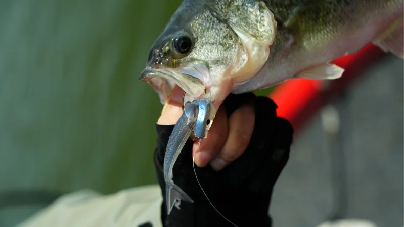 Kingdom Sinking Buckle Wings Soft Lure 100mm 4.2g Drop Shot Rig Soft Swimbait Split Tail für Bass, Forelle, Hecht, Zander, Pesca – Detail 2