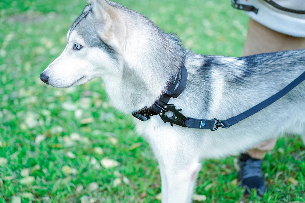 Quick Release Militär Verkehr Große Heavy Duty Nylon Gehen Starke Hund Griff Taktische Ausbildung Blei Strap Tsug Halsband Se – Detail 17