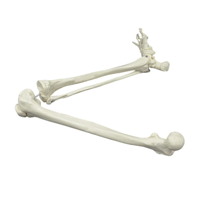 Adult Size Lower Limb Model Skeleton Anatomy Leg Bone with Hip Femur Foot Medical Teaching Tool