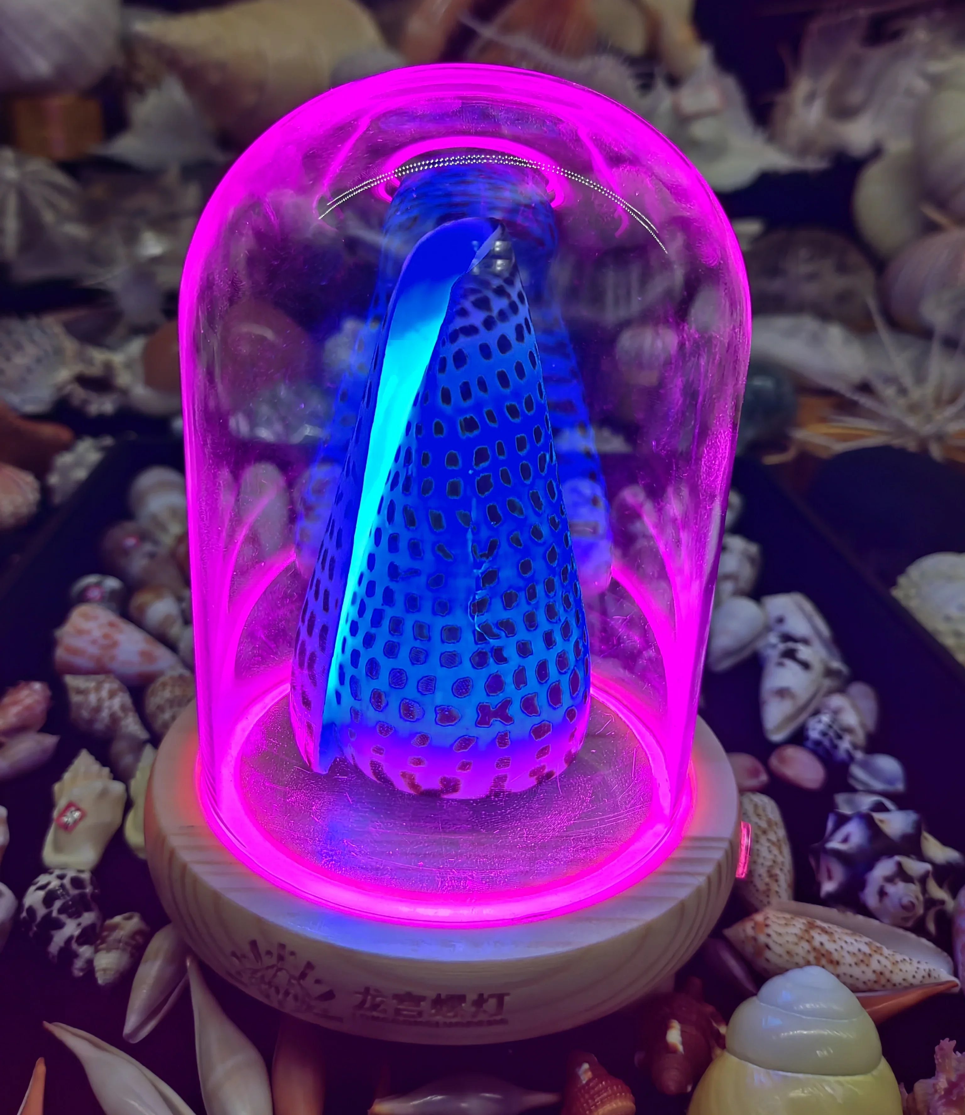 Natural Conch Advanced Color Changing Touch Charging Conch Seashells Night Light Handmade