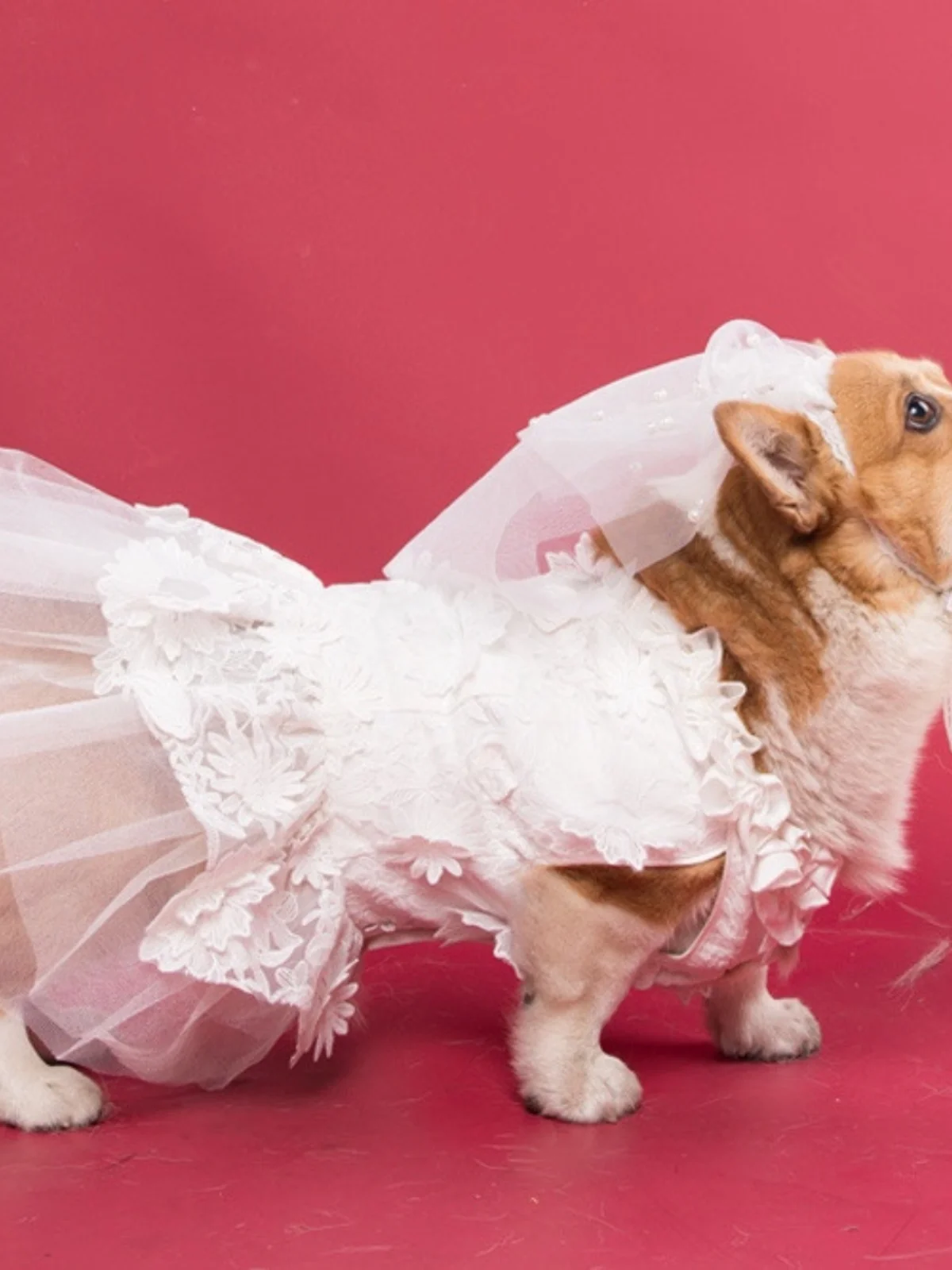 Dog Yarn Skirt Wedding Dress Cat Pettiskirt Corgi Photo Clothes