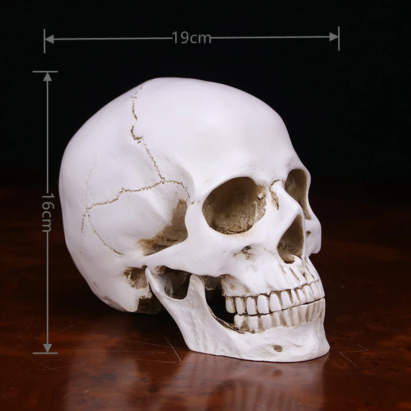 Sculpture resin halloween home decoration decoration craft skull size 1:1 model life copy medical high quality statue