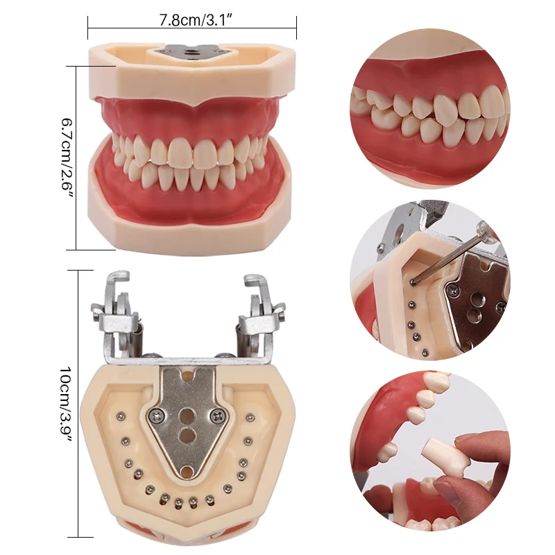 Thumbnail 4 - #9 Best Dental Teaching Models to Buy In 2026