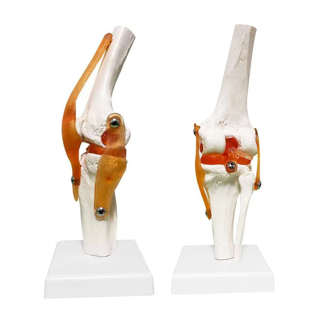 1:1 Lifesize Adult Human Knee Joint Anatomy Model Medical Science Teaching Resources Anatomia Teaching Supplies Dropshipping