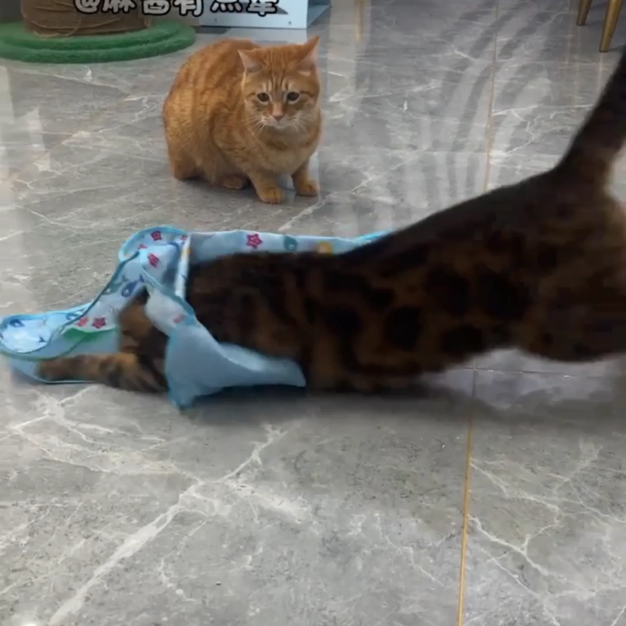 

Интерактивная игрушка для собак: новая модель для игр в прятки, развлечения и снятия скуки