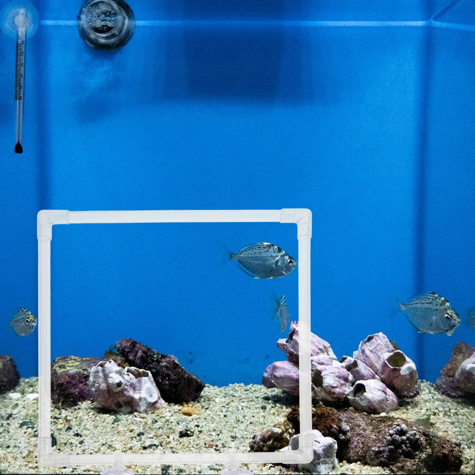 

Aquarium Feeding Ring Transparent Acrylic Floating Plant Barrier For Fish Tank Betta Shrimp Suction Cup Attached Food Holder