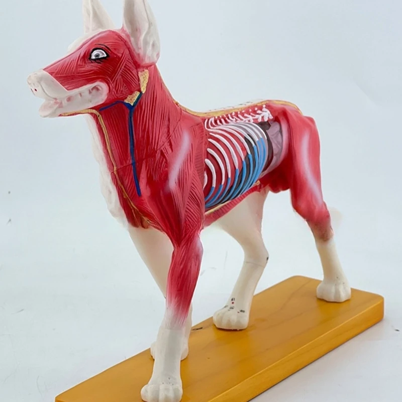 Modelo anatômico acupuntura para cães, modelo treinamento acupuntura, modelos cães, modelo ponto acupuntura