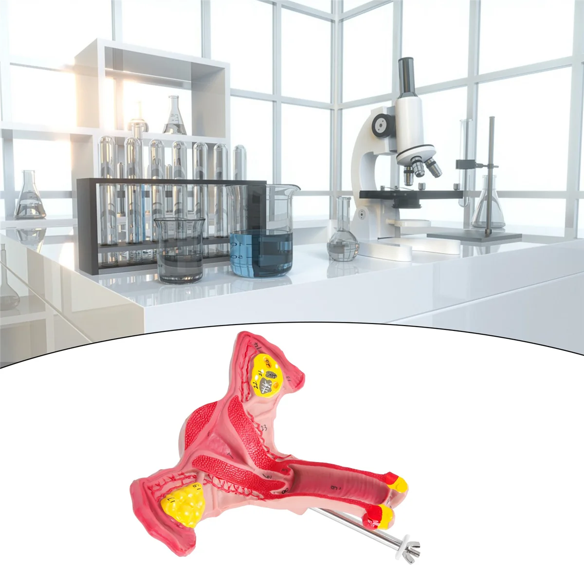 

A06RP 1:1 Human Female Uterus Ovary Fallopian Tubes Model Anatomical Human Anatomy Model Teaching Tools