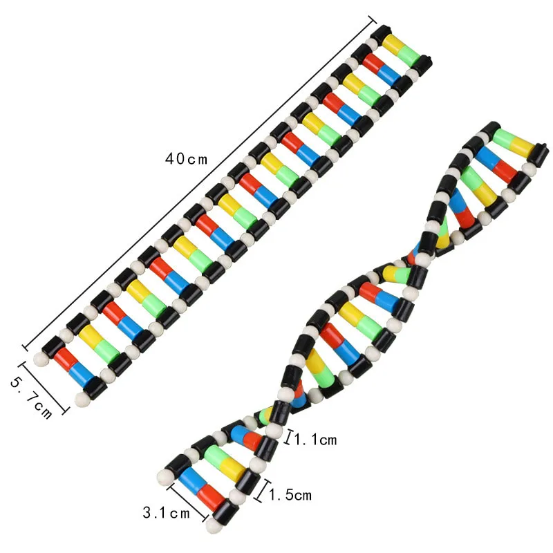 DNA Double Helix Structure Model Component Biological Genetic Gene And Variation Teaching Equipment Experimental Equipment