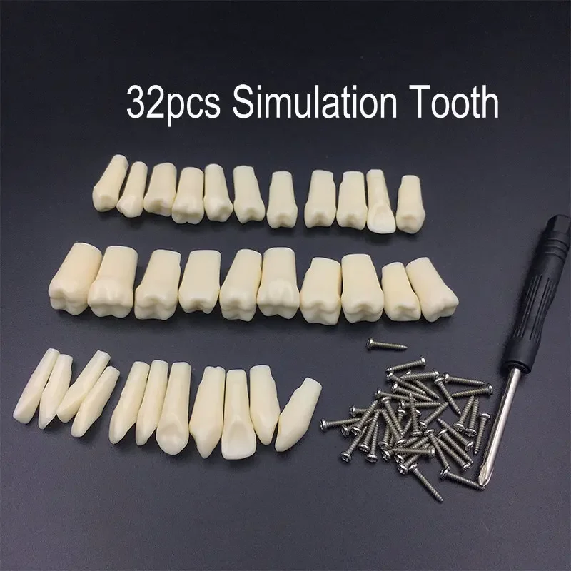 

32pcs Dental Resin Simulation Tooth Grain with Screws for Dentist Exam Preparation Teaching