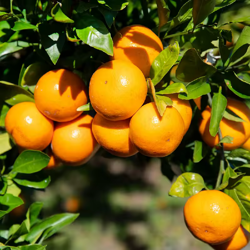 제주 제철 감귤 패키지 이미지