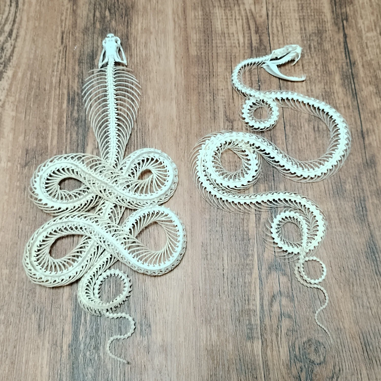 Real Snake Skeleton Daboia Russelii Specimen Taxidermy Supplies for Science Education, DIY Material Handicrafts Special Gift