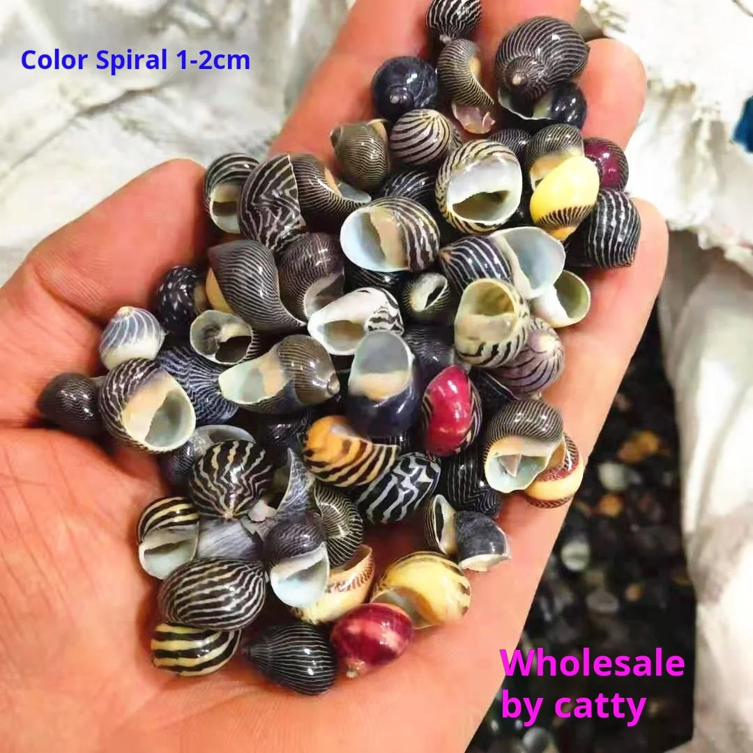 Colored Snail Conch Shell Collection, Colorful Butterfly Conch, Approx 1-2cm, 200-300PCs, Wholesale