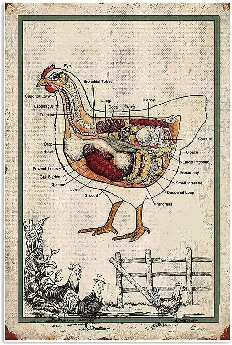 Vintage Chicken Anatomy Metal Signs Farm Decor Poultry Information Guide Posters Retro Home Room Club Wall Decoration Plaque 12x