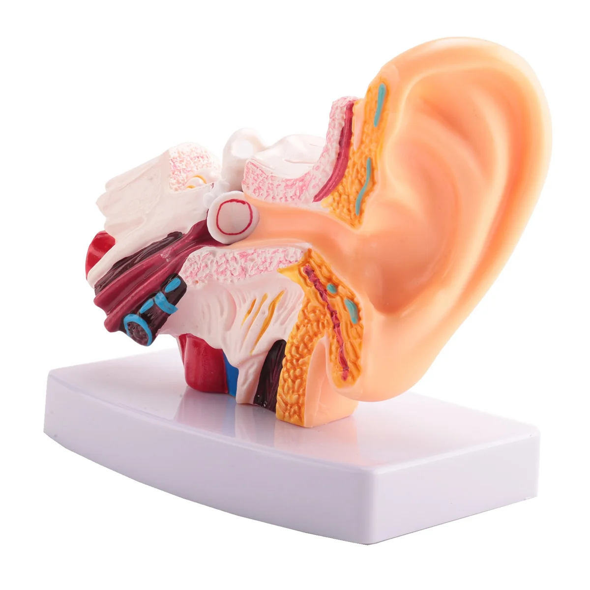 1.5 Times Human Ear Anatomy Model Showing Organs Structure Of the Central and External Ears Teaching Supplies