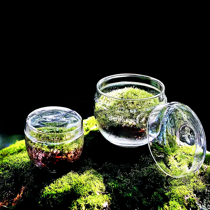 Micro Landscape Moss Glass Bottles Small Glass Vase Green Plant Microecological Glass Terrarium Fun Potted Plants Container