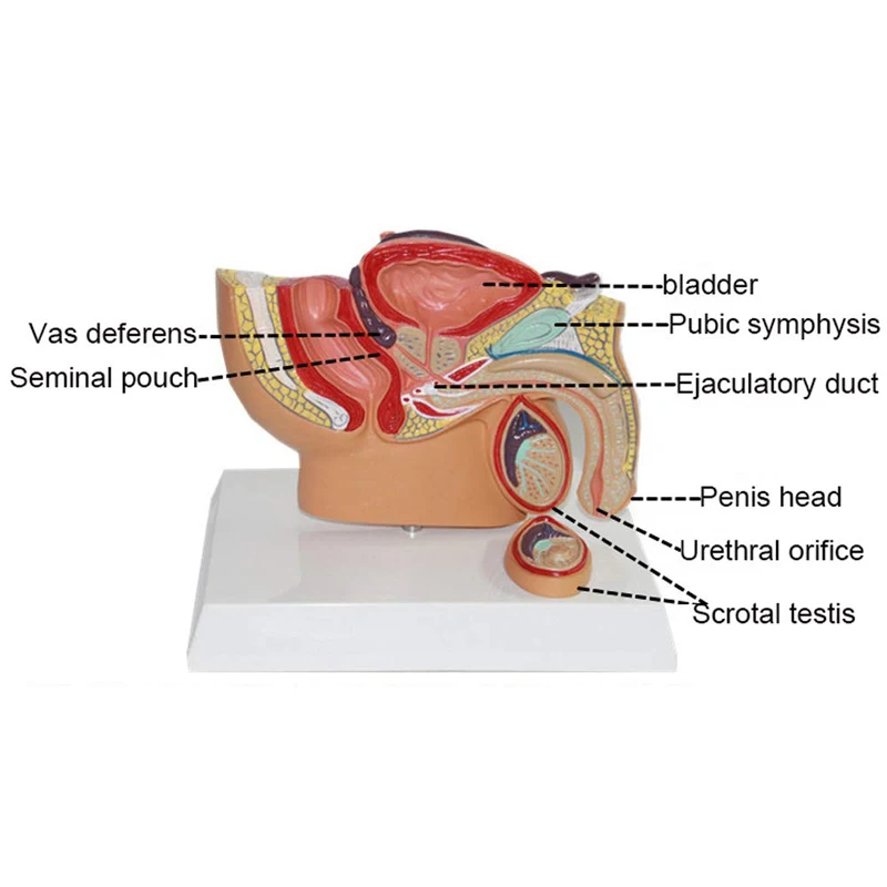 Male Pelvic Sagittal Section Anatomy Model Medical Science Teaching Resources Drop Shipping