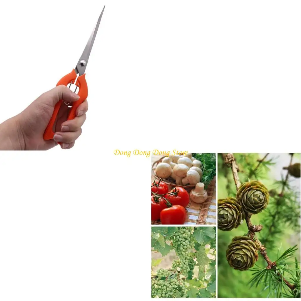 

Stainless Miniature Tip Garden Shears Scissors Comfortable For Flowers Bonsais