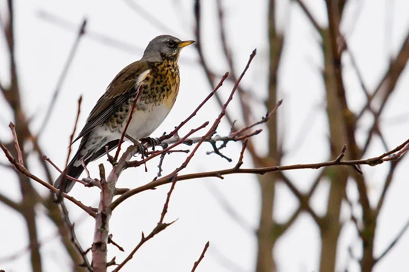 

Контроллер полета Flywoo GOKU F722 PRO V2 30x30 — черный ящик 16 МБ, Plug-and-Play и модульный для FPV Drone DIY