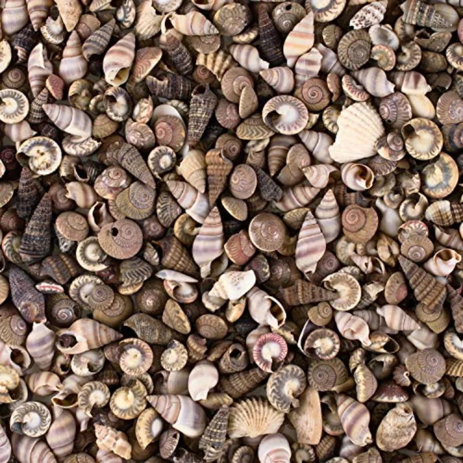 

Крошечные миниатюрные сказочные садовые пляжные ракушки, морская коллекция жизни для художественного и ремесленного проекта, уличный и домашний де