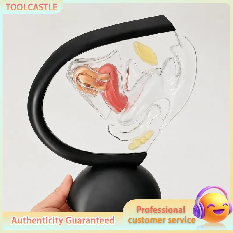Transparent Human Uterine Anatomy Model Female Reproductive System Medical Teaching Tool Urology Educational Demonstration