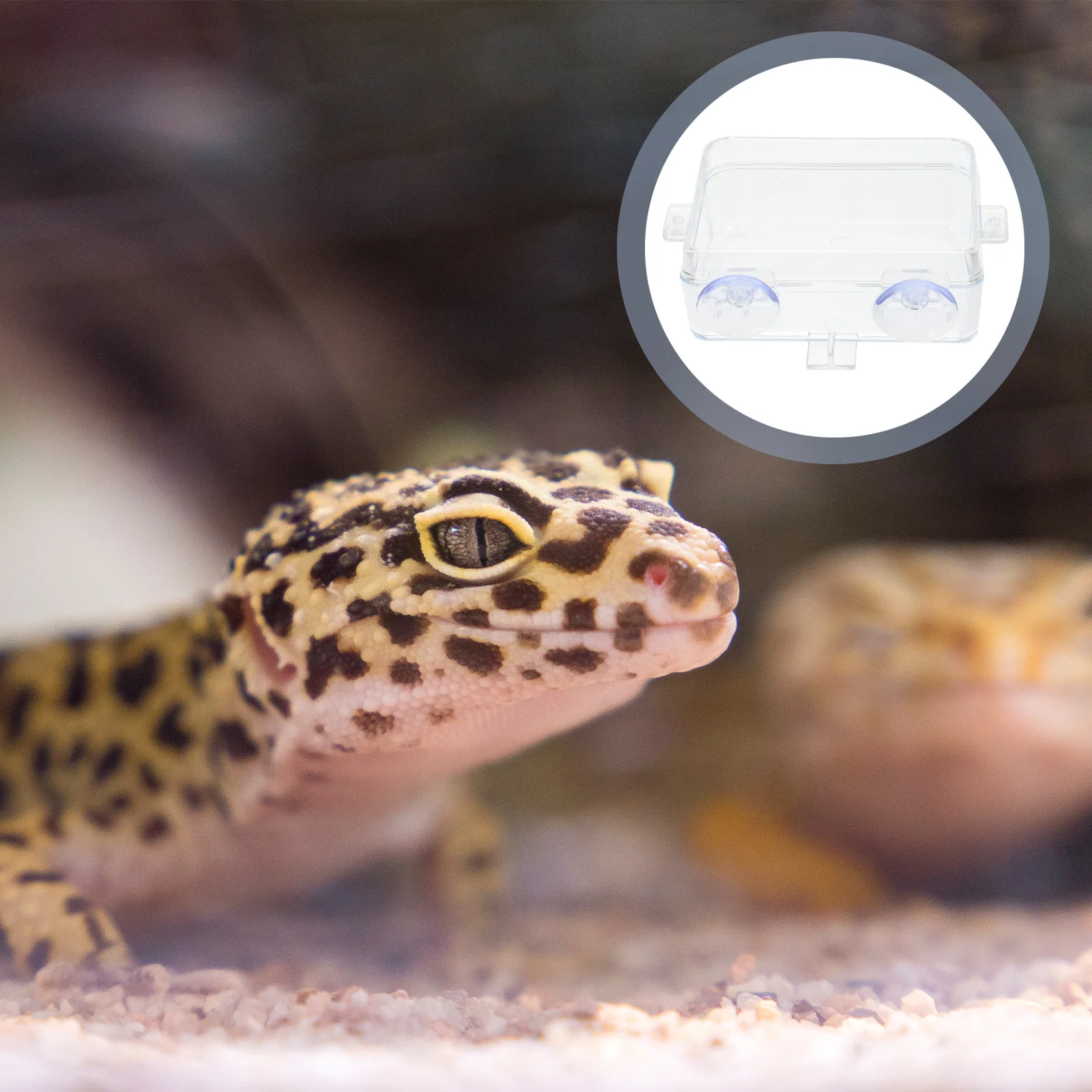 

2Pcs Reptile Feeding Container Suction Cup Design Practical for Drinking and Feeding Reptile Pet Accessory Water Dish